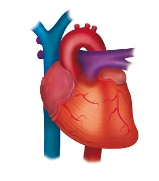 Heart, anatomy Stock Illustration