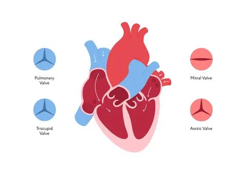 Heart anatomy infographic chart. Vector color flat illustration. Inner orga.. Stock Illustration