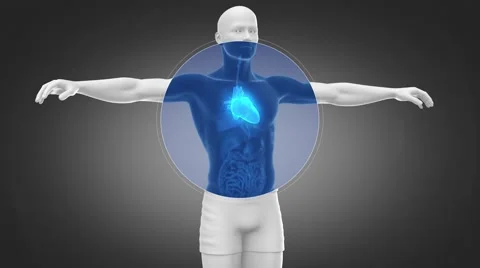 Heart anatomy in loop Video stock 48124486