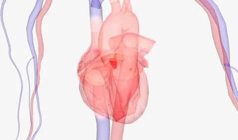 Heart and Arterial System Stock Illustration