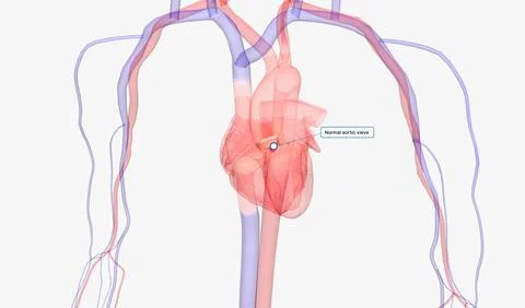 Heart and Arterial System Stock Illustration