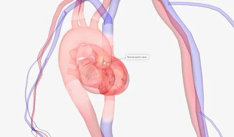 Heart and Arterial System Stock Illustration
