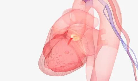 Heart and Arterial System Stock Illustration