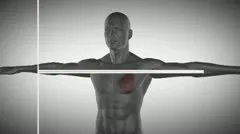 Heart and body Project Stock After Effects