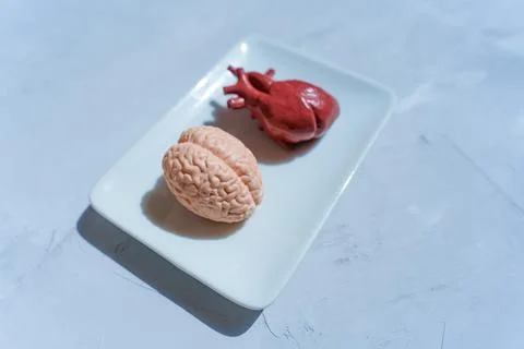 Heart And Brain Models Representing Mind-Body Connection 库存照片