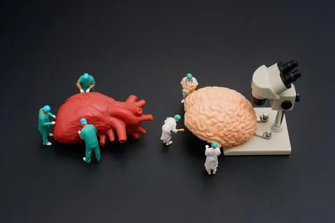 Heart and Brain Models with Tiny Scientists and Microscope 스톡 사진