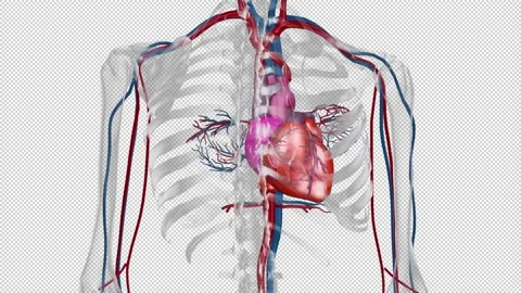 Heart and Cardiovascular system and a skeleton, 360 rotation, alpha channel Stock Footage 208941972