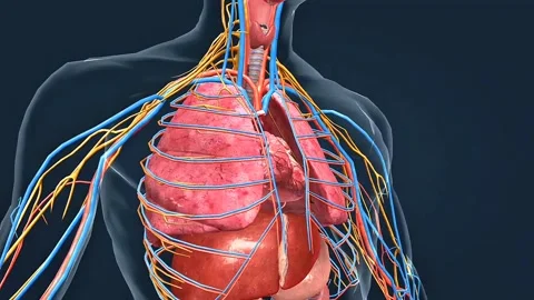 The heart and internal organs Stock Footage 330254887