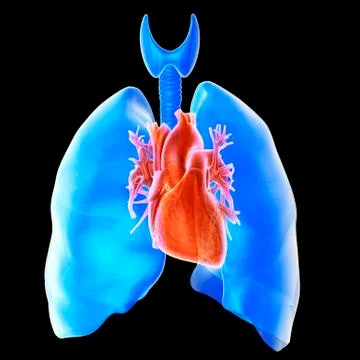 Heart and lungs Stock Illustration