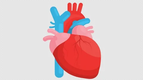 Heart Animation Stock Footage 294304320