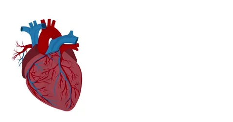 Heart animation Vídeos de archivo 343261504