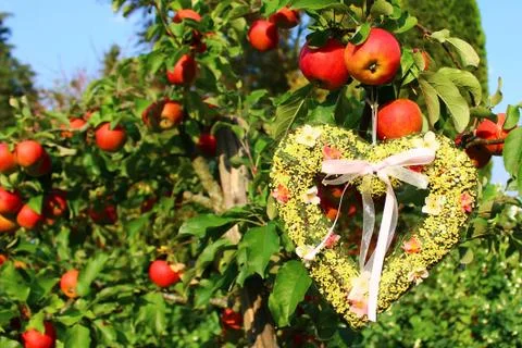 Heart in the apple tree Stock Photos