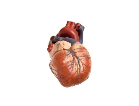 Heart artificial Stock Photos