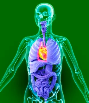 Heart, artwork Stock Illustration