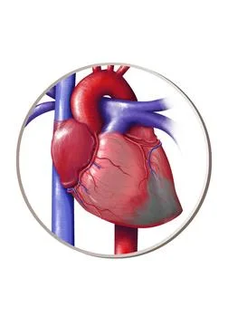  Heart attack, drawing Heart attack, drawing. Copyright: xJEREMYxCATRYx/xB... Stock Photos