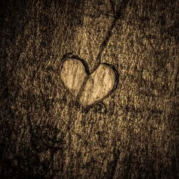 Heart - bark 库存照片