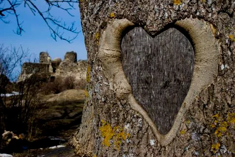 Heart on the bark of a tree Stock Photos
