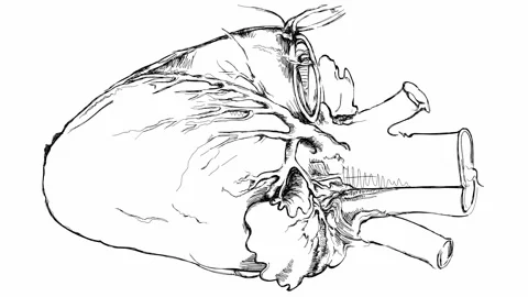 Heart. Based on drawing of Leonardo da Vinci Stock Footage 262305391