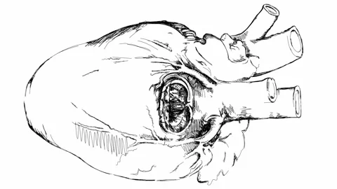 Heart. Based on drawing of Leonardo da Vinci Stock Footage 262305425