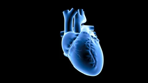 HEART BEAT NORMAL Stock Footage 125065405
