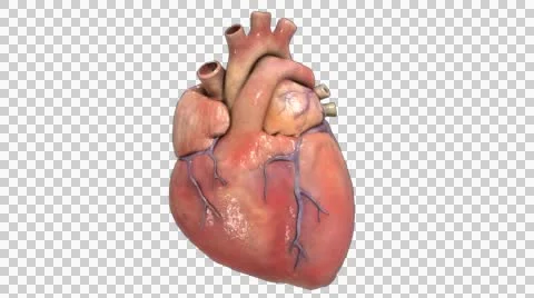 Heart beating animated with alpha channel Stock Footage
