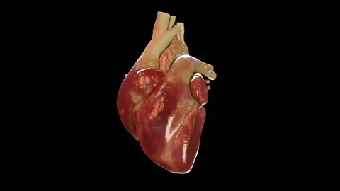 Heart Beating Black BG HD Stock Footage 231758320