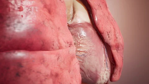 Heart Beating in Chest 3D Видео 130581169