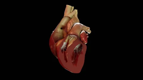 Heart Beating Internal Black BG HD 스톡 동영상 231758326