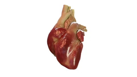 Heart Beating White BG HD Stock Footage 231758344
