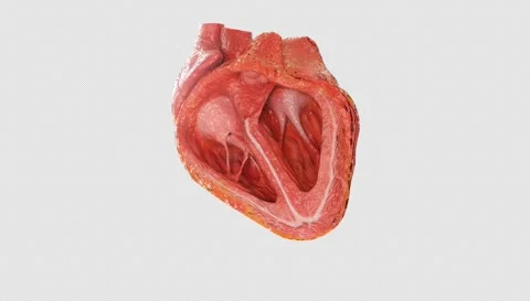 Heart Beats Loop Alpha Stock Footage 195993123