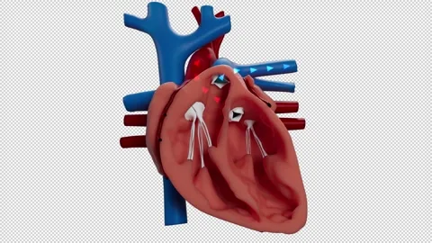 Heart Blood Flow Section View 스톡 동영상 263878605