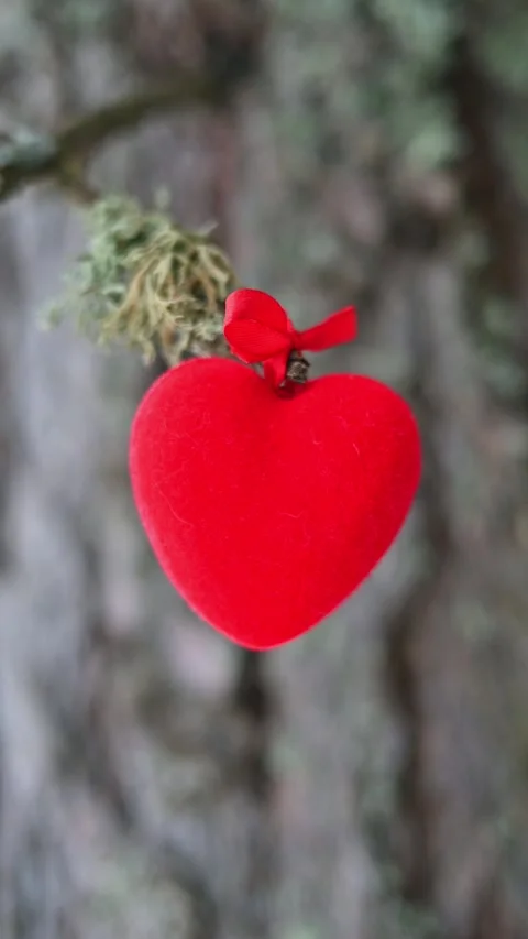 Heart on a branch Stock Footage 297895613