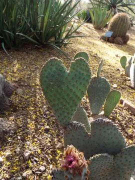 Heart Cactus Stock Photos