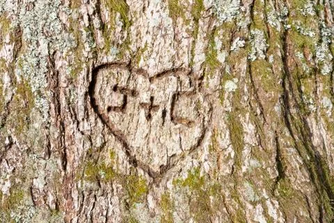Heart carved Stock Photos