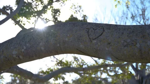 Heart Carved On A Tree Branch Stock Footage 129701435