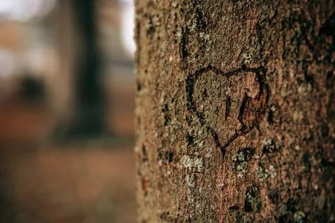 Heart carved into a tree Stock Photos