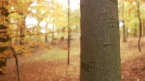 A heart carved on a tree trunk Stock Footage 11331518