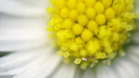 Heart of chamomile flower close up 库存影片 153064741