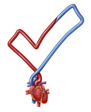 Heart check Stock Illustration