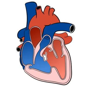 Heart Circulatory System-Vector Illustration Stock Illustration