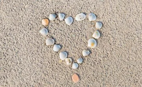 Heart of cockle shells Stock Photos