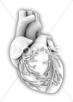 Heart, computer artwork Stock Illustration