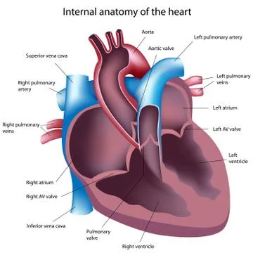 Heart cross section Stock Illustration