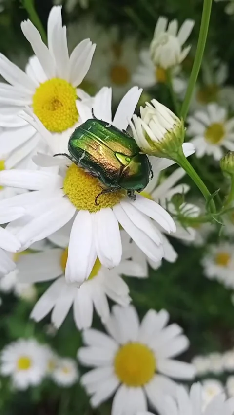 In the heart of a daisy Stock Footage 312326598