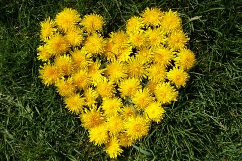Heart from dandelion Stockfoto's