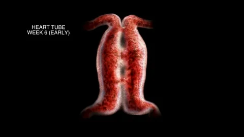 Heart Development, Embryo to Fetus Stock Footage 113234496