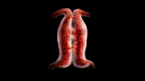 Heart Development, Embryo to Fetus Stock Footage 113234529