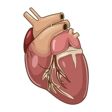 Heart of a dog vector illustration Stock Illustration
