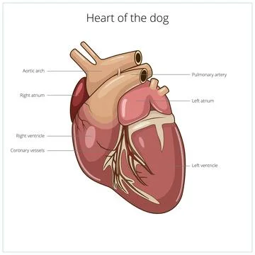 Heart of a dog vector illustration Stock Illustration