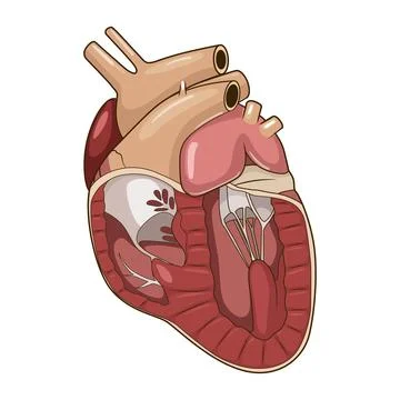 Heart of a dog vector illustration Stock Illustration